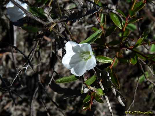 {Stylisma humistrata}